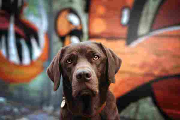 Hundefotografie Tipps: 14 Tipps zum Hunde Fotografieren