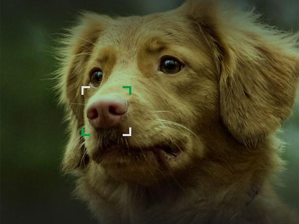 Die NOSEiD-App hilft dabei, verlorene Hunde mit ihren Besitzern wieder zu vereinen, indem sie Fotos ihrer Nasen verwendet